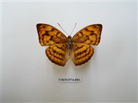 藏品(瑙蛺蝶)的圖片